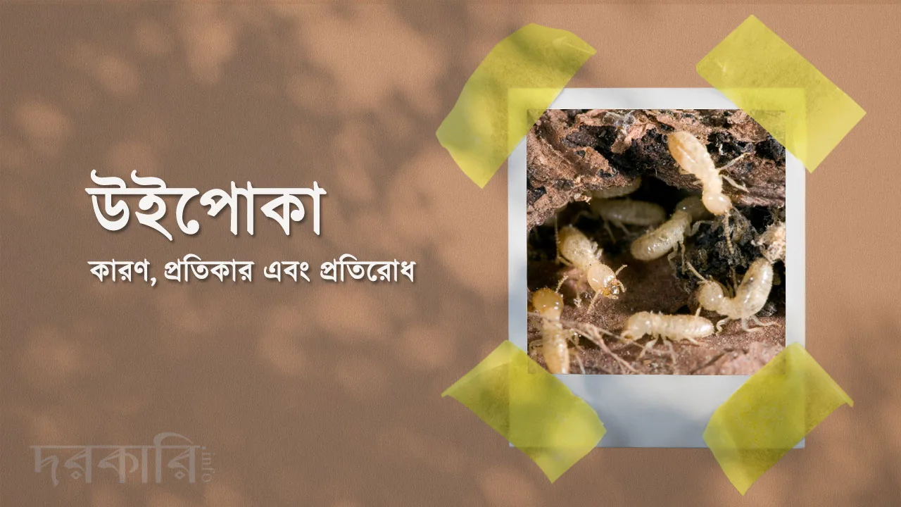 termites গৃহস্থালি সমস্যায় উইপোকা: কারণ, প্রতিকার এবং প্রতিরোধ